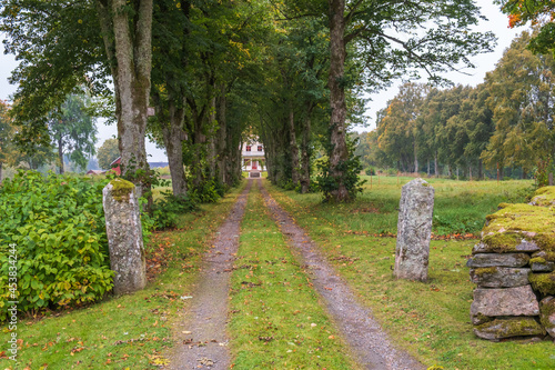 Tree lined dirt road in the countryside