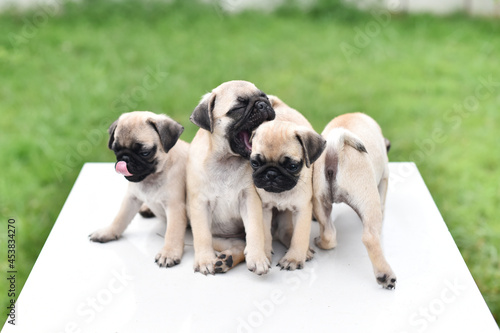 Cute puppies brown Pug playing together in garden