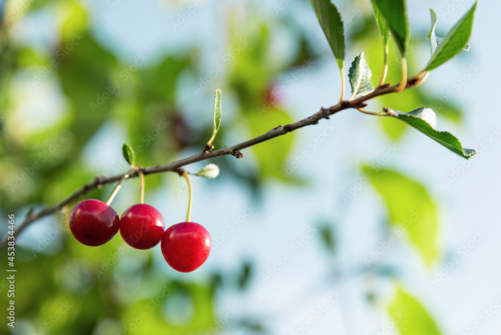 Obraz premium Dark red cherry fruits hanging on a thin branch.
