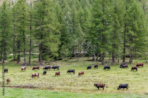 A herd of cows grazing in the green meadows of Valnontey, Aosta Valley, Italy photo