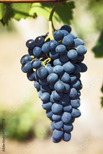 Grapes on Vine
