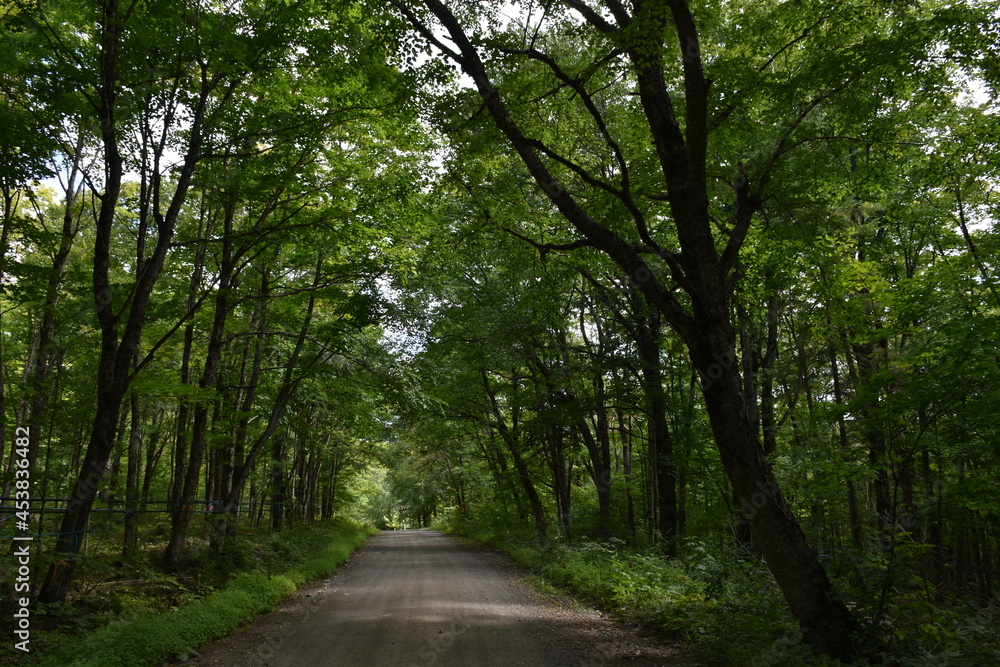 The maple road in summer, Sainte-Apolline, Québec, Canada The maple road in summer, Sainte-Apolline, Québec, Canada