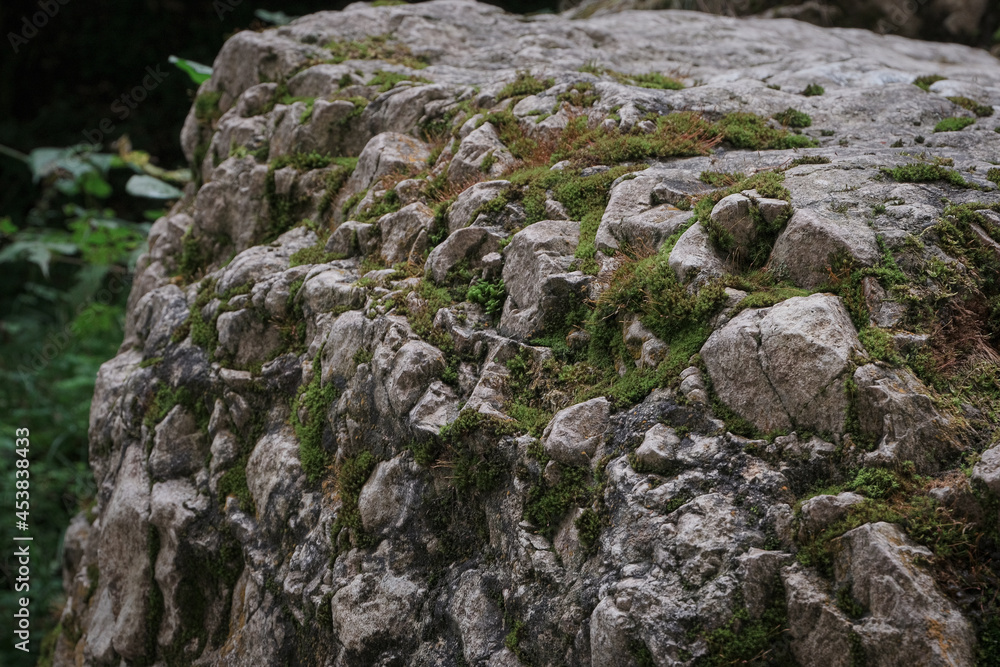 A stone covered with moss. In the middle of the jungle there is a stone that is covered with a layer of moss A stone covered with moss. In the middle of the jungle there is a stone that is covered with a layer of moss