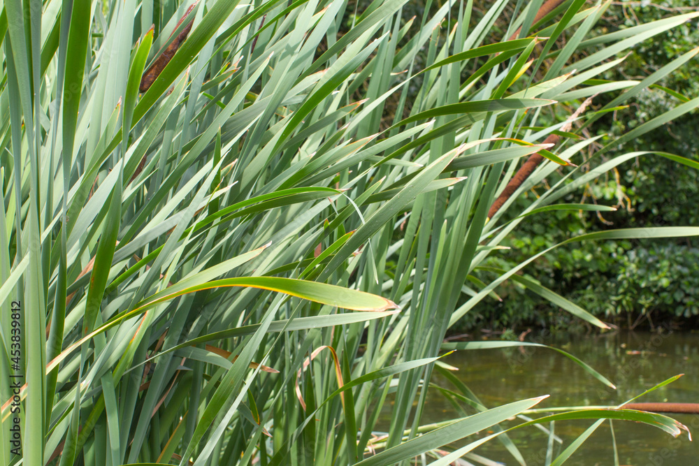 Obraz premium green reed purifying water of marsh, swamp, river or lake