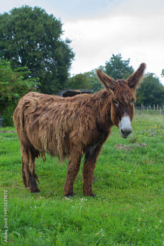 Valokuva French regional donkey with typical long hair posing in meadow