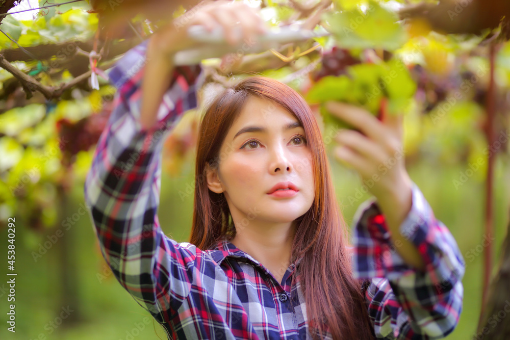 Beautiful women long hair wears a striped shirt and has a bucket next to it. Work in inspecting and harvesting bunch of grapes outdoors with scissor in vineyard. Beautiful women long hair wears a striped shirt and has a bucket next to it. Work in inspecting and harvesting bunch of grapes outdoors with scissor in vineyard.