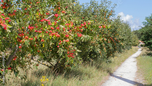 sunny pathway by wild apple trees loaded with apples, Europe