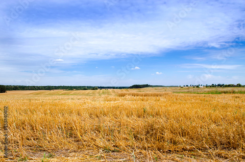 Mown crops field with blue sky on the horizon