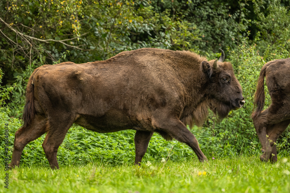 European Bison on the green meadow. The Bieszczady Mountains, Carpathians. Poland. European Bison on the green meadow. The Bieszczady Mountains, Carpathians. Poland.