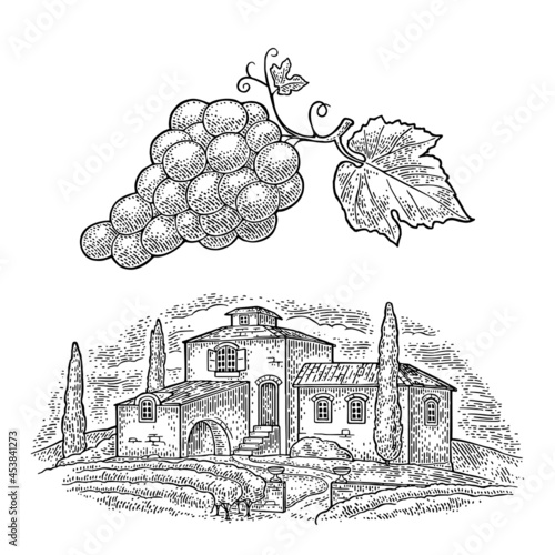 Bunch of grapes with berry and leaves. Vintage engraving vector