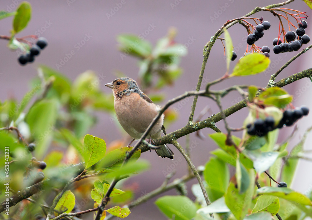 Chaffinch.
A songbird of the finch family. The size is 14-18 cm. The plumage color is dominated by burgundy, brown, blue, gray, white, and green shades. Chaffinch.
A songbird of the finch family. The size is 14-18 cm. The plumage color is dominated by burgundy, brown, blue, gray, white, and green shades.