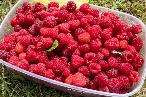 Crop of delicious raspberry berries from Kopaonik in Serbia