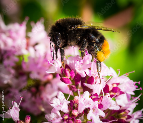 Hummel auf Oreganoblüte