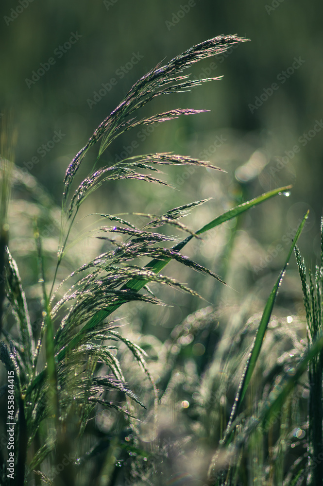 Fototapeta premium ozdobna trawa zielona w ogrodzie