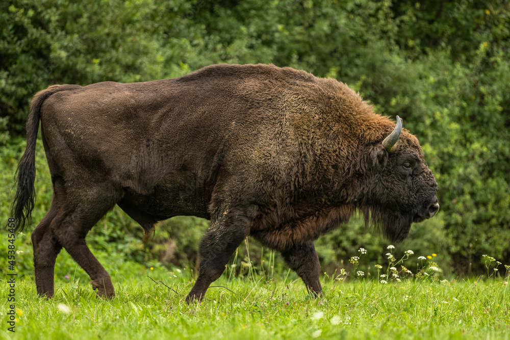 European Bison on the green meadow. The Bieszczady Mountains, Carpathians. Poland. European Bison on the green meadow. The Bieszczady Mountains, Carpathians. Poland.