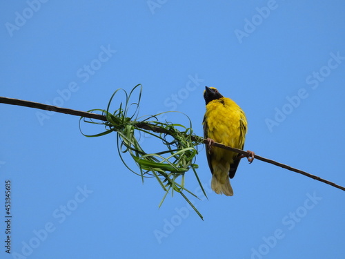 Weaver bird