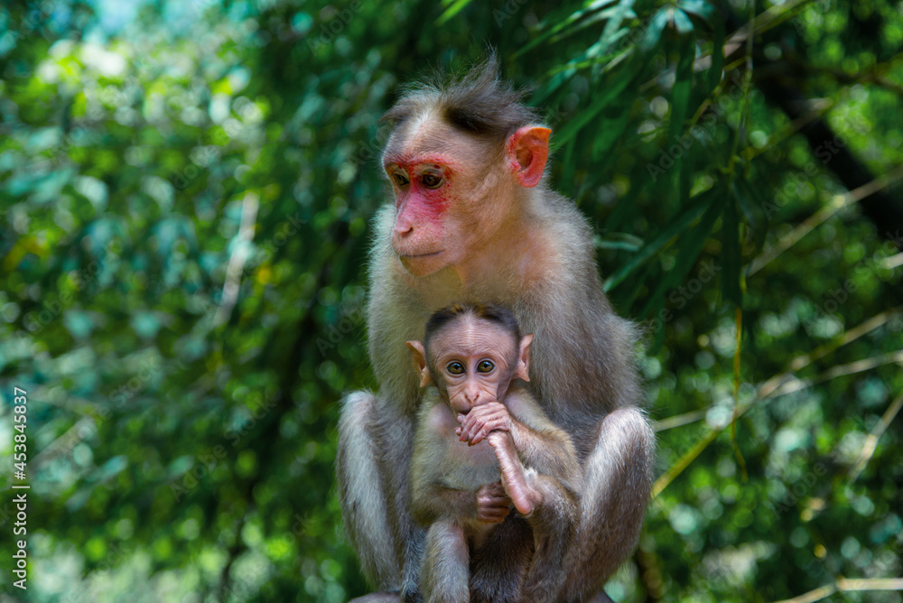 The mother monkey and her baby, Animal photography, Wildlife photography The mother monkey and her baby, Animal photography, Wildlife photography