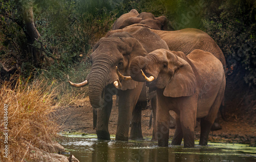elephants in the water