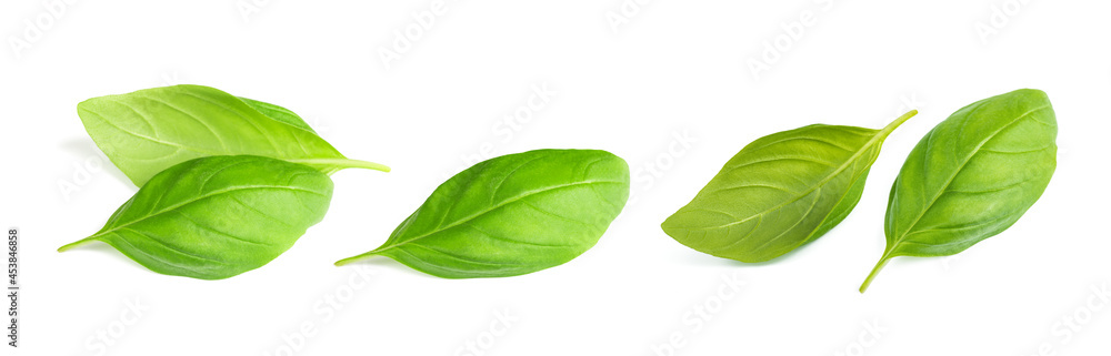 Basil leaves Basil leaves