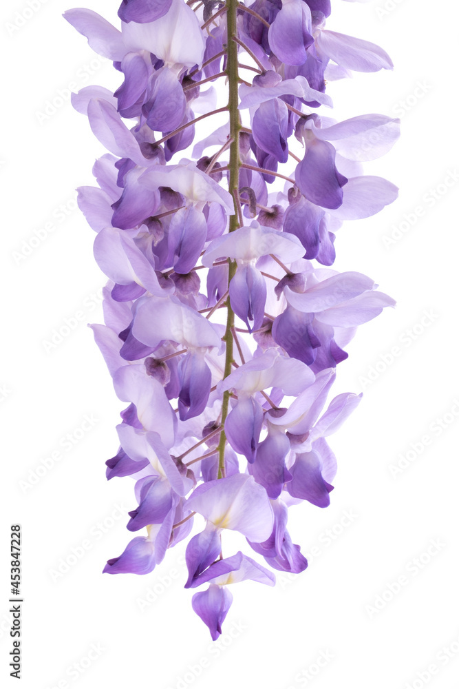 Wisteria flowers Wisteria flowers