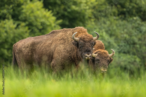 European Bison on the green meadow. The Bieszczady Mountains,  Carpathians. Poland. photo