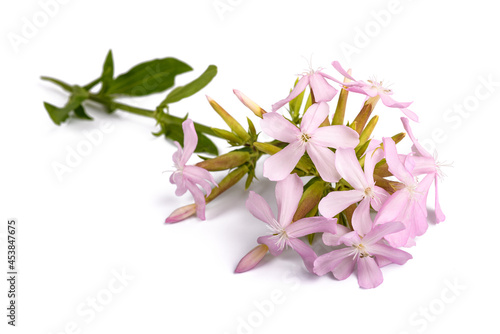 Soapwort ( Saponaria officinalis)