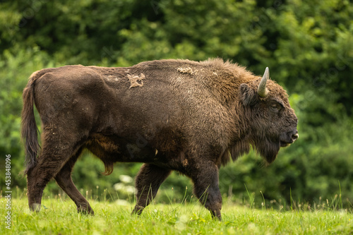 Fototapeta Naklejka Na Ścianę i Meble -  European Bison on the green meadow. The Bieszczady Mountains,  Carpathians. Poland.