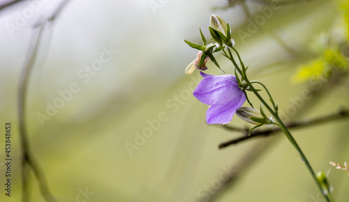 Fleur Campanule et boutons floraux, Alsace, Vosges, France photo