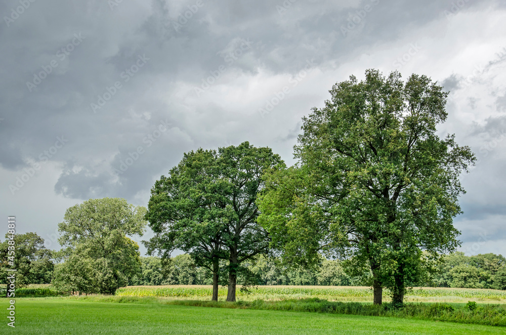 Row of trees between a meadow and a field of corn in a green landscape near Heino, The Netherlands Row of trees between a meadow and a field of corn in a green landscape near Heino, The Netherlands