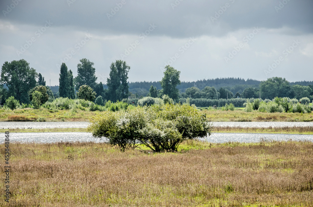 Group of bushes on the floodplain of the river IJssel near Zwolle, The Netherlands