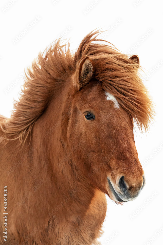 Chestnut Icelandic horse, islenski hesturinn, isolated on white background. Chestnut Icelandic horse, islenski hesturinn, isolated on white background.