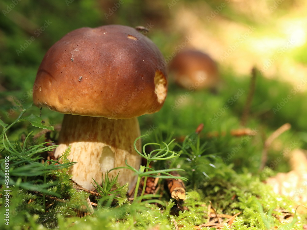 Boletus edulis, an edible mushroom in the forest with a pine cone Boletus edulis, an edible mushroom in the forest with a pine cone