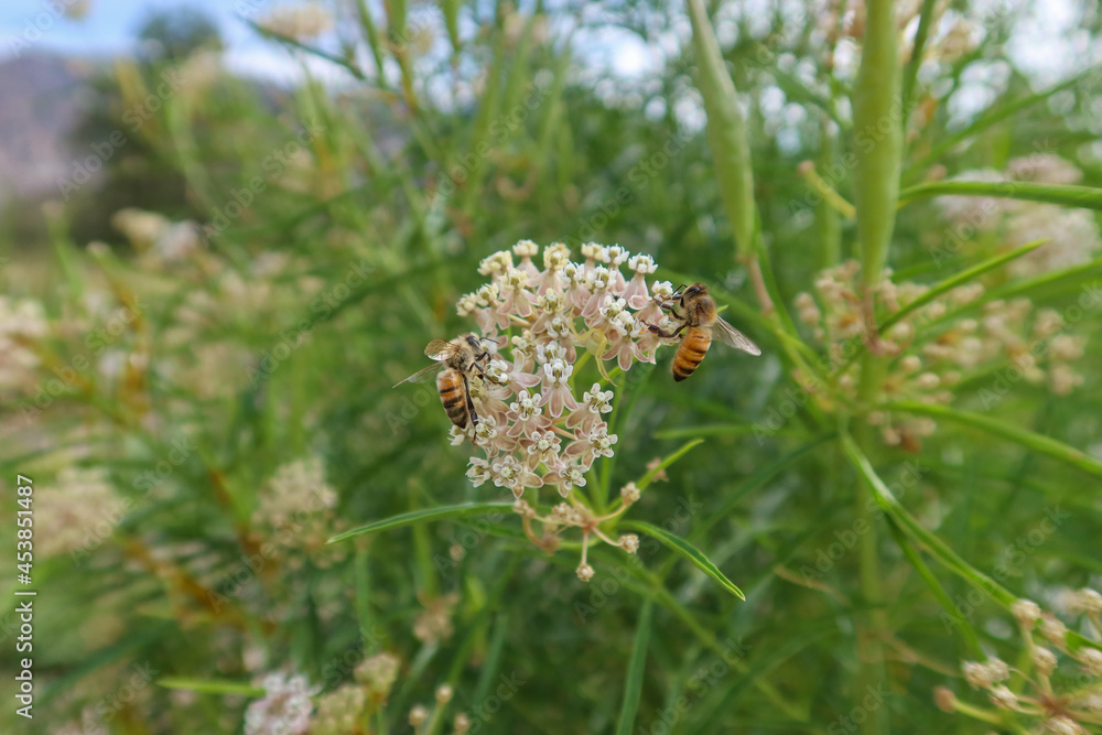 Bees Pollinating Monarch Milkweed Flowers Bees Pollinating Monarch Milkweed Flowers