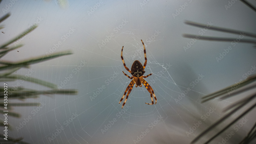 Cría joven de Araña de jardín ( Argiope argentata ) en su red de tela de araña cosida entre 2 ramas de pino en una zona escapada de algún lugar de Andalucía. - obrazy, fototapety, plakaty 