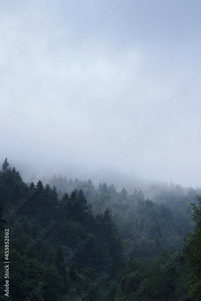  Beautiful misty trees in mountains, foggy and cloudy forest in mountains, landscape in Beskid, Poland.