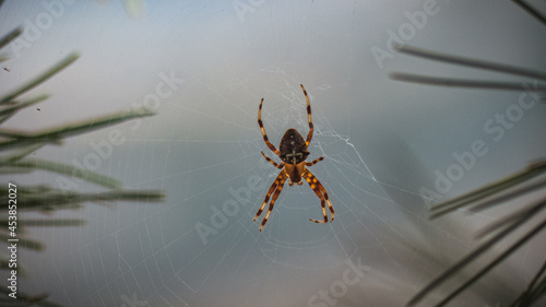 Cría joven de Araña de jardín ( Argiope argentata ) en su red de tela de araña cosida entre 2 ramas de pino en una zona escapada de algún lugar de Andalucía. photo