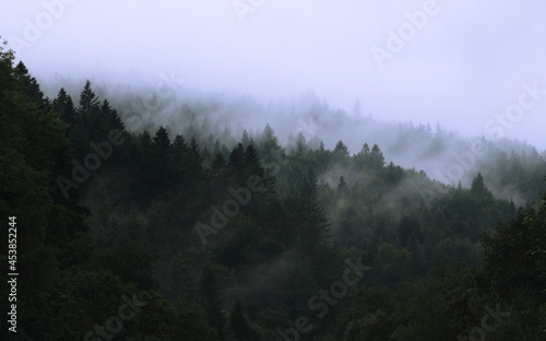  Beautiful misty trees in mountains, foggy and cloudy forest in mountains, landscape in Beskid, Poland.