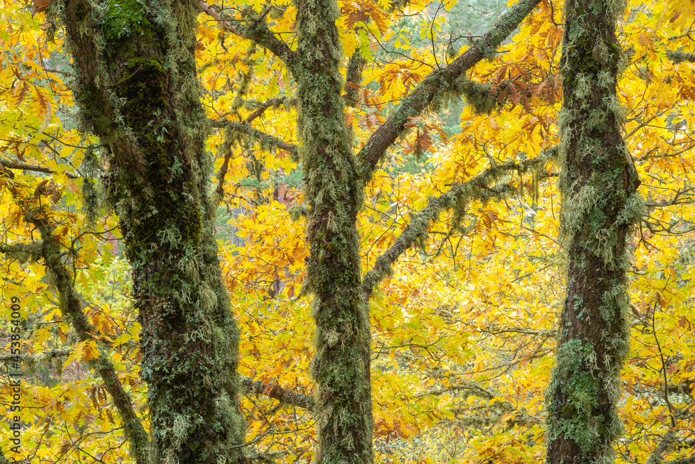 Mossy trees with yellow leaves in autumn forest Mossy trees with yellow leaves in autumn forest