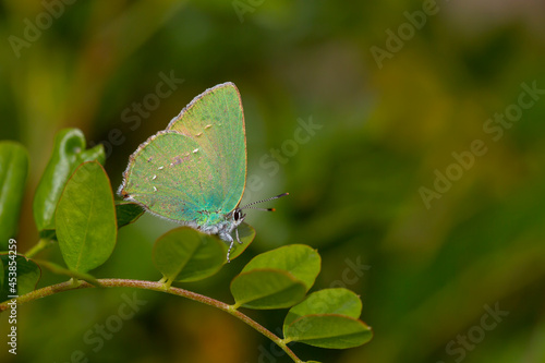 Callophrys rubi butterfly poses on flowers with greenish colors © kenan