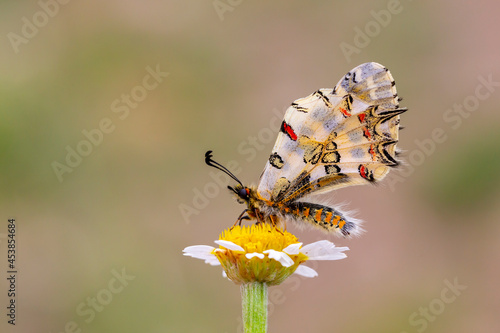 a beautiful butterfly with scallop, Zerynthia deyrollei photo