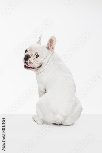 French bulldog running and jumping isolated on white studio background.