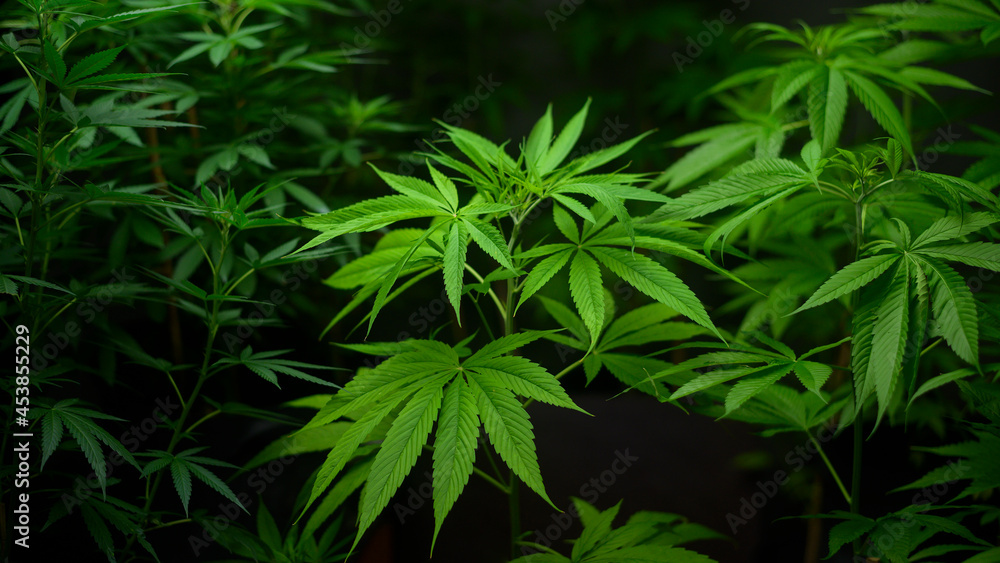 Cannabis leaf plant growing on a hemp farm, medical and biology concept
