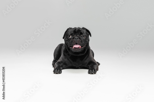 Studio shot of pug dog companion isolated on white studio background