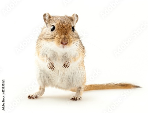 Obraz w ramie Brown Gerbil