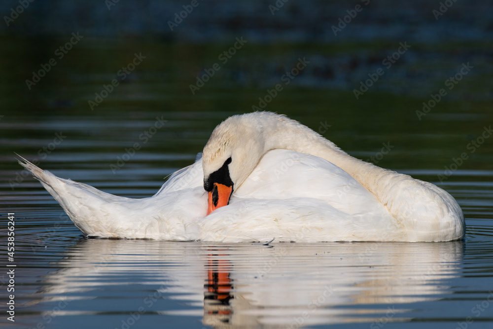 Naklejka premium white swan on the lake 