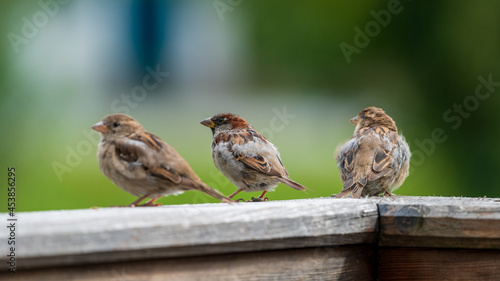 a group of young sparrows on the balcony at a summerday