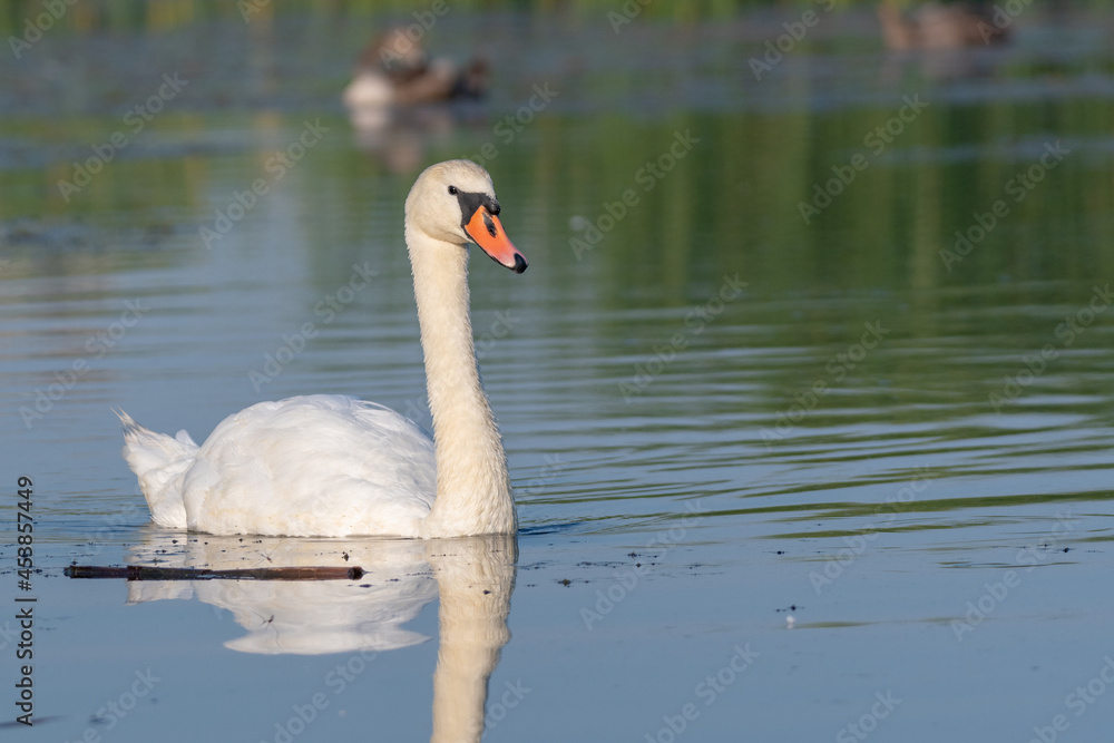 Obraz premium white swan on the lake 