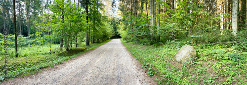 Tło z pustą drogą przez las
