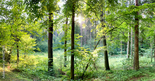 Tło z lasem w okresie lata photo
