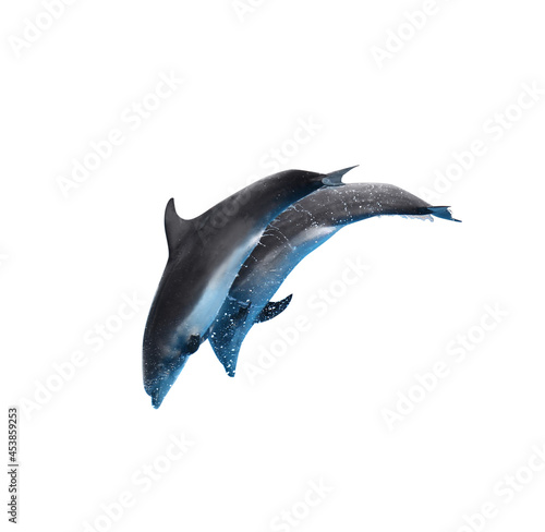 Beautiful grey bottlenose dolphins on white background